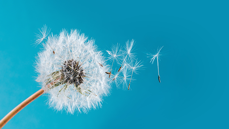 Dandelion has finished flowering - seeds blow away