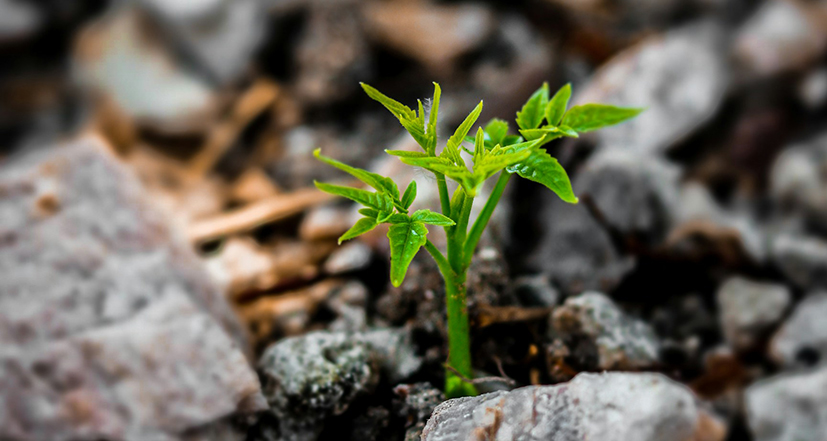 A small green plant sprouting out of rocky underground
